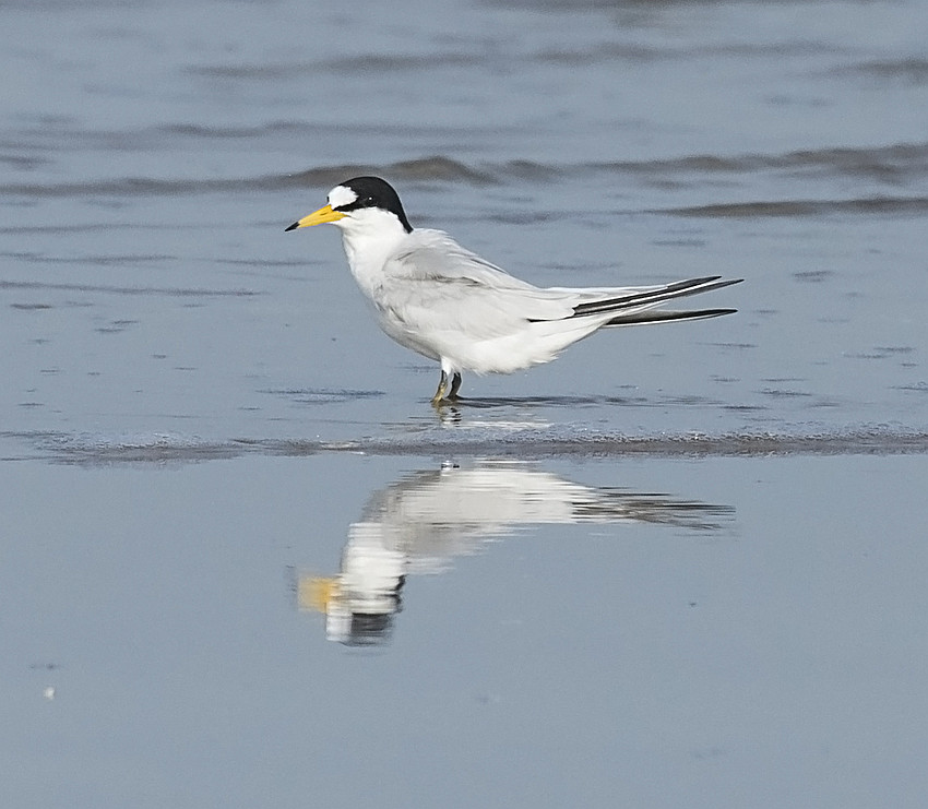 Saunders's Tern